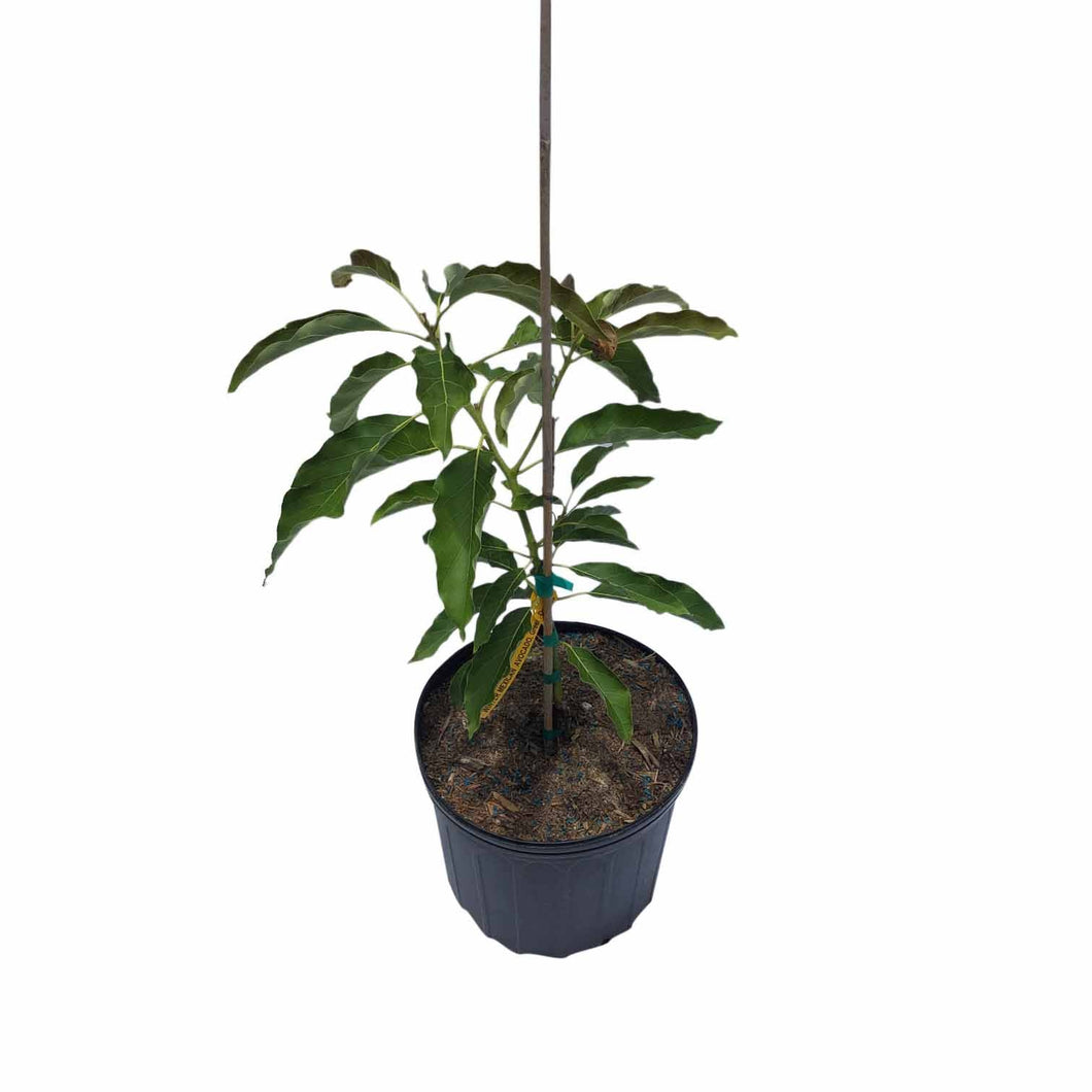Lula Avocado Tree, Grafted, Cold Hardy, 3 Gal Container from Florida