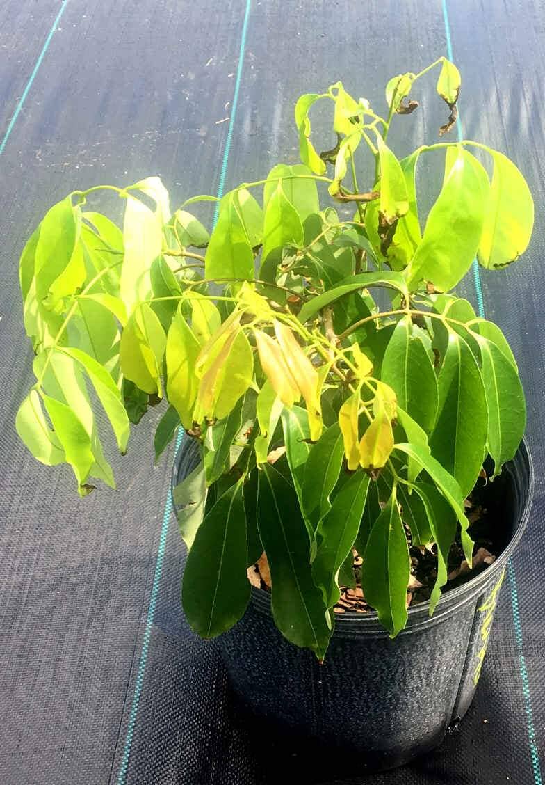 Brewster Lychee Tree Variety Air Layered Fruit Trees 100-Carlos Tropical Fruits