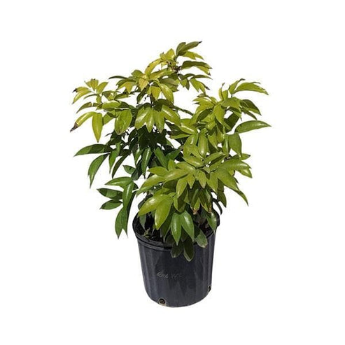 Gee Kee Lychee Tree Air Layered – Everglades Farm
