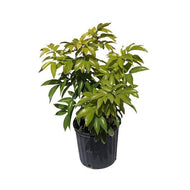 Gee Kee Lychee Tree Air Layered, 2 Feet Tall, 3 Gal Container from Florida