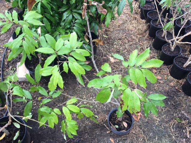 Lychee Mauritius Fruit Tree Air Layered, 2 Feet Tall, 3 Gal Container from Florida Fruit Trees Everglades Farm 