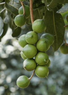 Macadamia Queen Anne Tree Fruit Trees 103-Pine Island Nursery