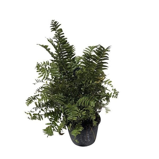 Macho Fern, Live Plant Ornamentals 115-Orlando Nursery 