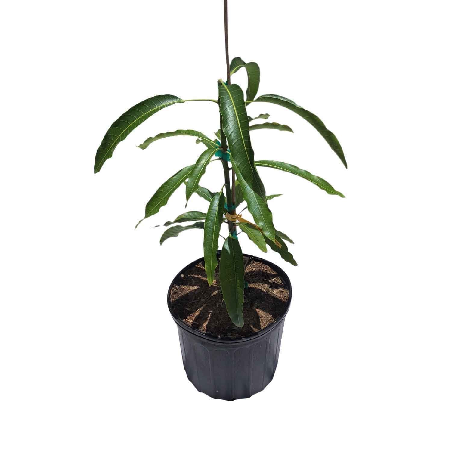 Maha Chanook Mango Tree, Grafted, 3 Gal Container from Florida