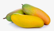Maha Chanok Mango Tree, Grafted Fruit Trees 100-Carlos Tropical Fruits 
