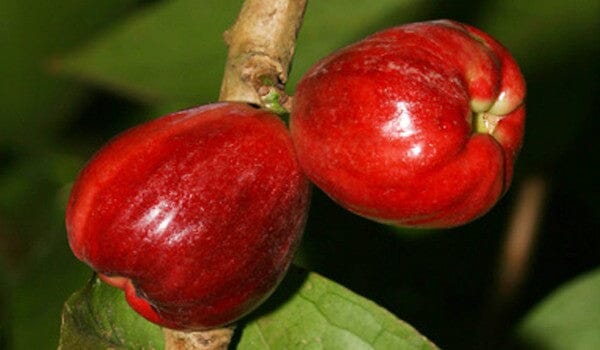 Malay Apple [Otaheite Apple] Tree 103-Pine Island Nursery