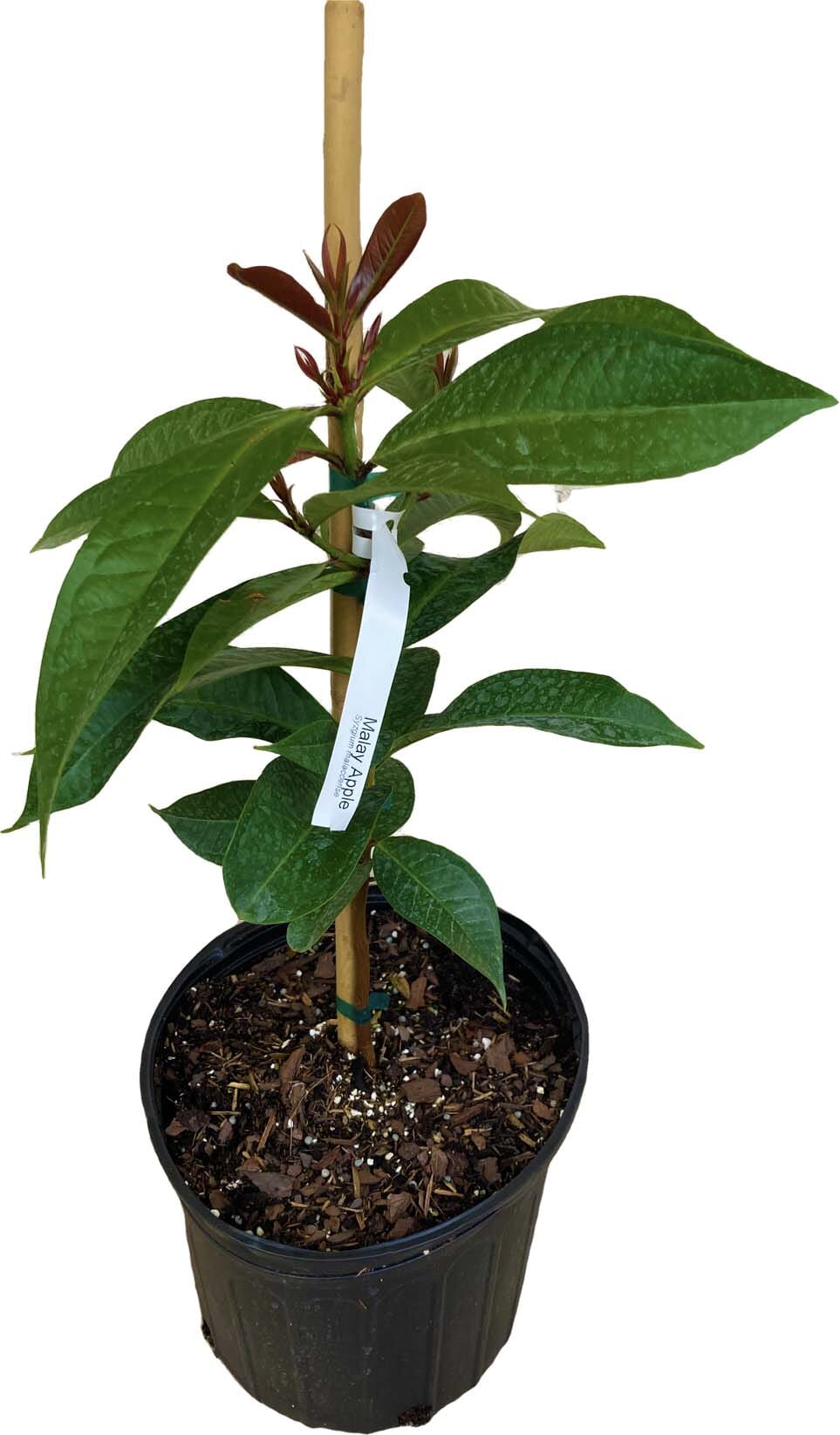 Malay Apple [Otaheite Apple] Tree 103-Pine Island Nursery