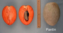 Key West Mamey Sapote Tree Grafted Fruit Trees 100-Carlos Tropical Fruits