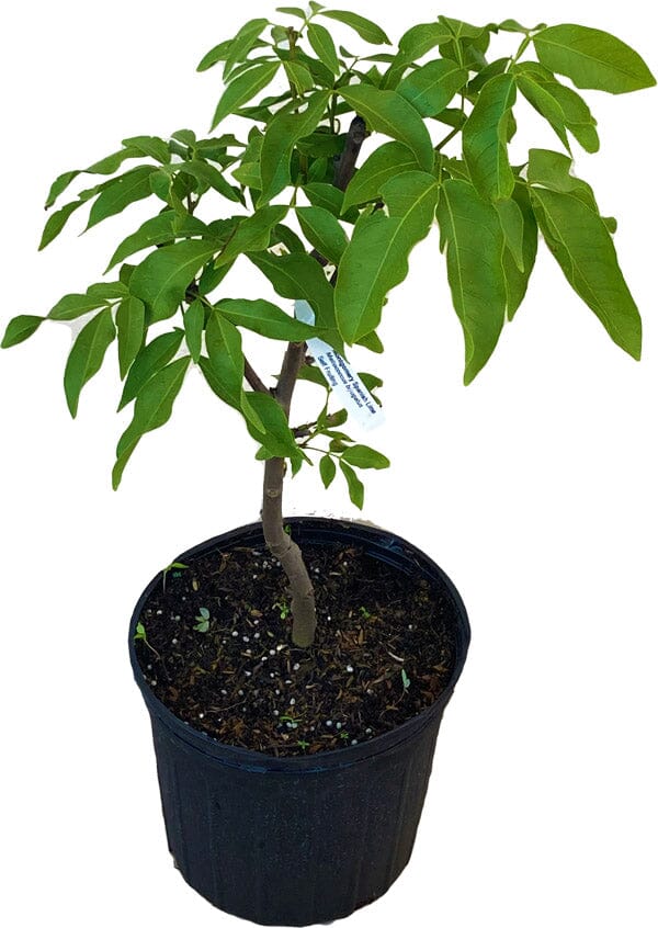 Montgomery Mamoncillo Tree - Air Layered – Everglades Farm