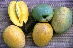 Duncan Mango Tree, Grafted Fruit Trees 100-Carlos Tropical Fruits 