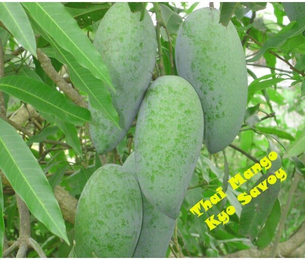 Keow Savoy Mango, Grafted Tree Fruit Trees 102-Zill High Performance Plants 