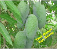 Keow Savoy Mango, Grafted Tree For Sale from Florida