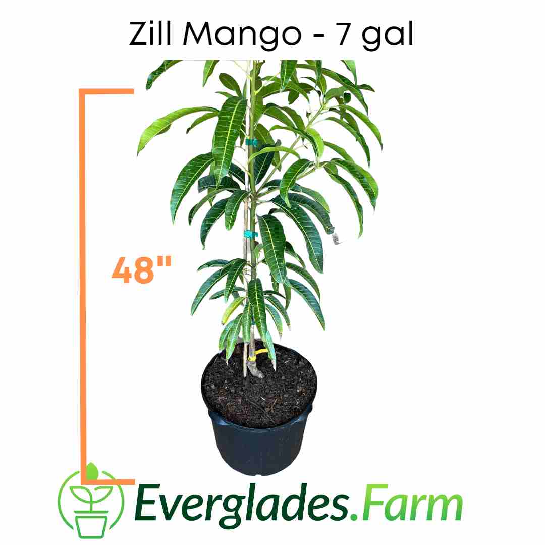 Zill Mango Tree, Grafted, for sale from Florida Fruit Trees 102-Zill High Performance Plants 4 feet & 7-gal 