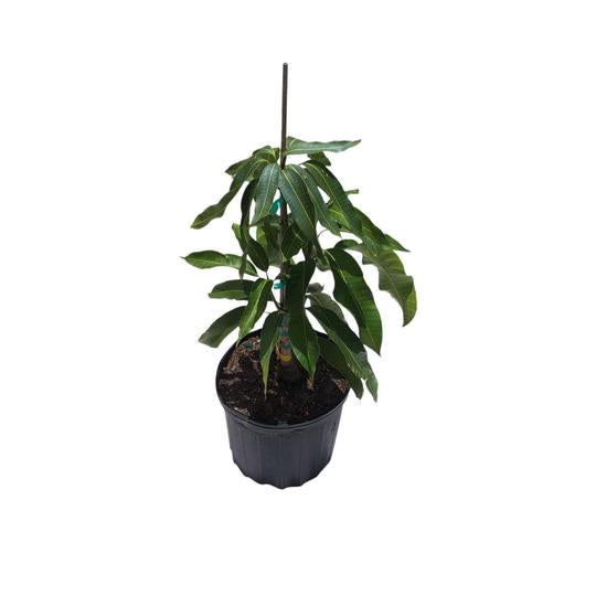 Venus Mango Tree, Grafted