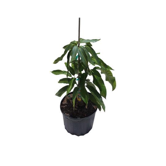 Mango Tree Valencia Pride Grafted 2 Feet Tall, 3-gal Container from Florida Fruit Trees Everglades Farm 
