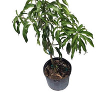 Keow Savoy Mango, Grafted Tree Fruit Trees 102-Zill High Performance Plants 