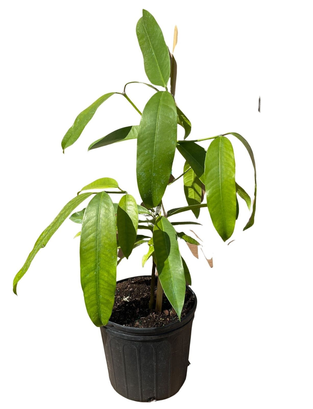 Mangosteen Lemon Sour, Yellow Tree 103-Pine Island Nursery 