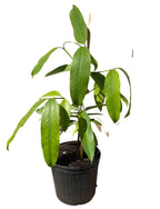 Mangosteen Lemon Sour, Yellow Tree 103-Pine Island Nursery 