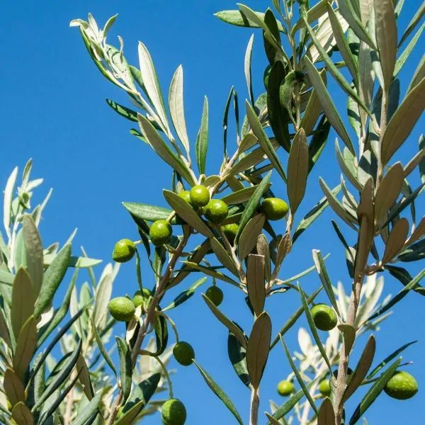 Manzanillo Olive Tree, Spanish Variety, 3-4 feet tall, For Sale from Florida