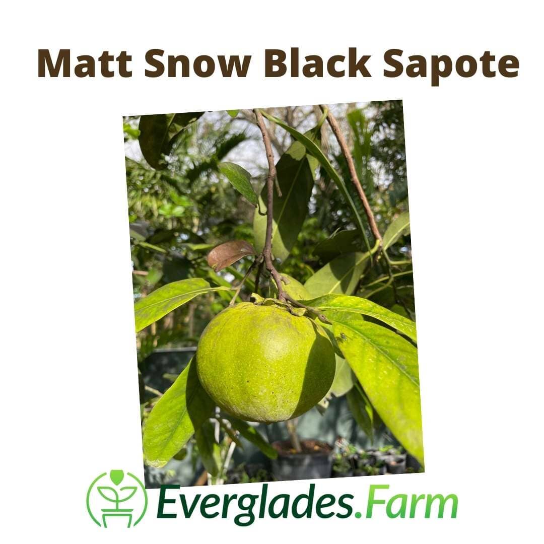 Matt Tree Matt Snow Black Sapote Grafted Tree – Everglades Farm