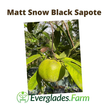 Matt Snow Black Sapote Grafted Tree 111-Lalo Melo