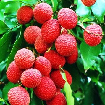 Mauritius Lychee Fruit Tree Air Layered Fruit Trees 111-Lalo Melo