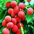 Mauritius Lychee Fruit Tree Air Layered Fruit Trees 111-Lalo Melo