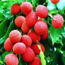 Load image into Gallery viewer, Mauritius Lychee Variety
