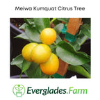 Meiwa Kumquat Dwarf Citrus Tree Grafted 113-Brite Leaf Citrus Nursery