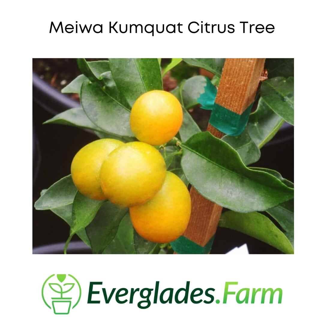 Meiwa Kumquat Dwarf Citrus Tree Grafted 113-Brite Leaf Citrus Nursery