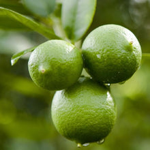 Key Lime Tree 113-Brite Leaf Citrus Nursery