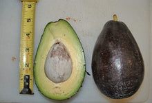 Mexicola Grande Avocado Tree, Grafted Fruit Trees 110-Guacalina Nursery & Broker 24-30 inches & 1-gal 
