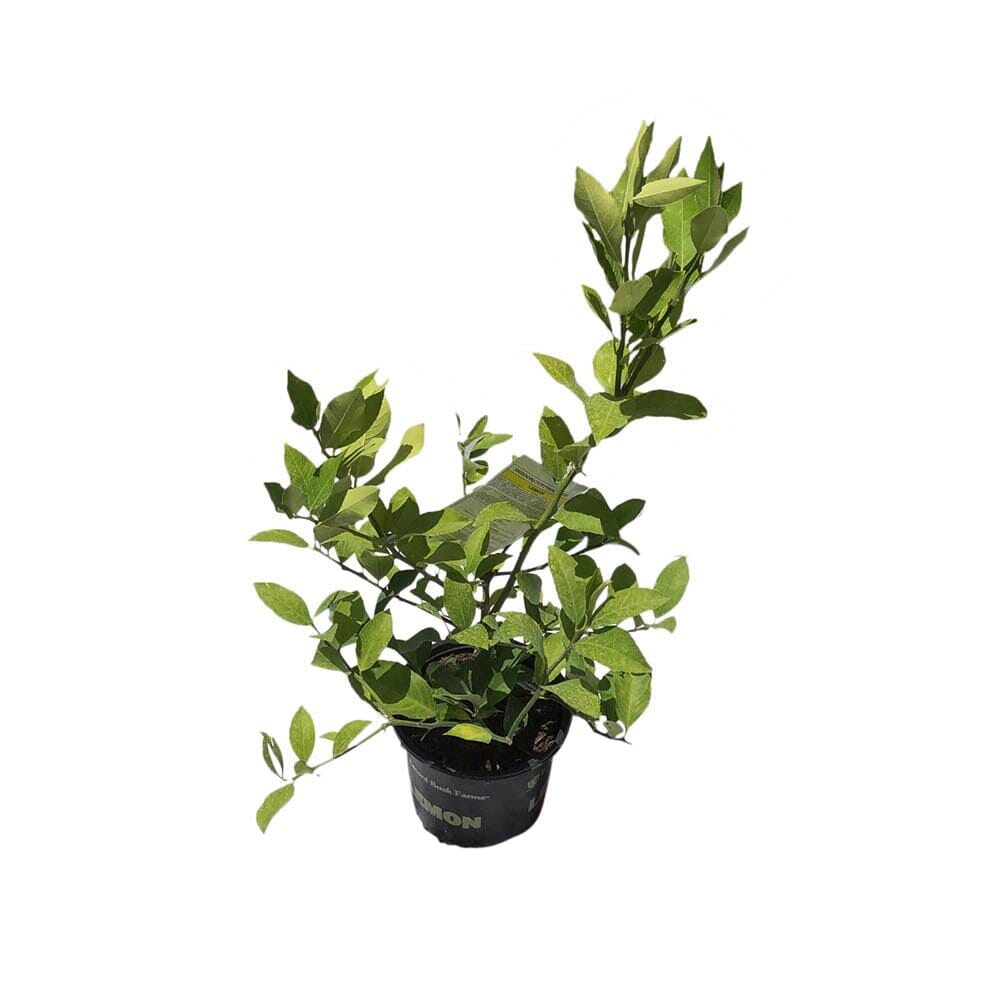 Meyer Lemon buy Tree- 6inch pot- roughly 12-18 inches on the plant -roughly 2 years old