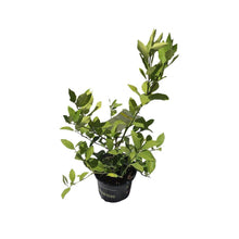Load image into Gallery viewer, Meyer Lemon Tree 1 Gal Container from Florida
