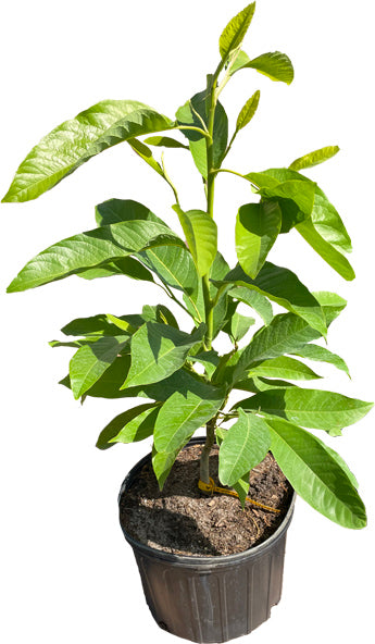 Michelia Champaca, Tree from Seedlings