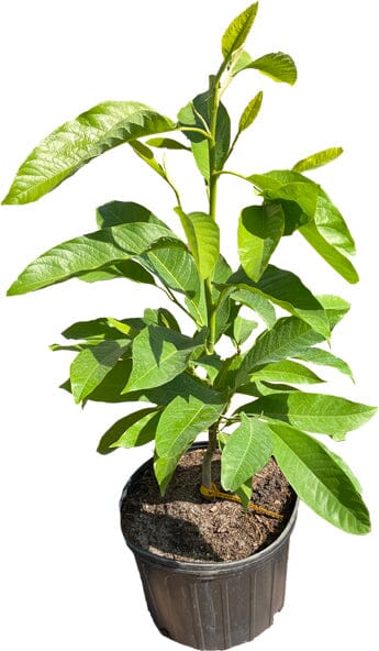 Michelia Champaca, Tree from Seedlings Fruit Trees 102-Zill High Performance Plants 