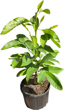 Load image into Gallery viewer, Michelia Alba, White Champaca, Tree from Seedlings, for sale from Florida
