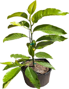 Michelia Alba, White Champaca, Tree Grafted Fruit Trees 102-Zill High Performance Plants 