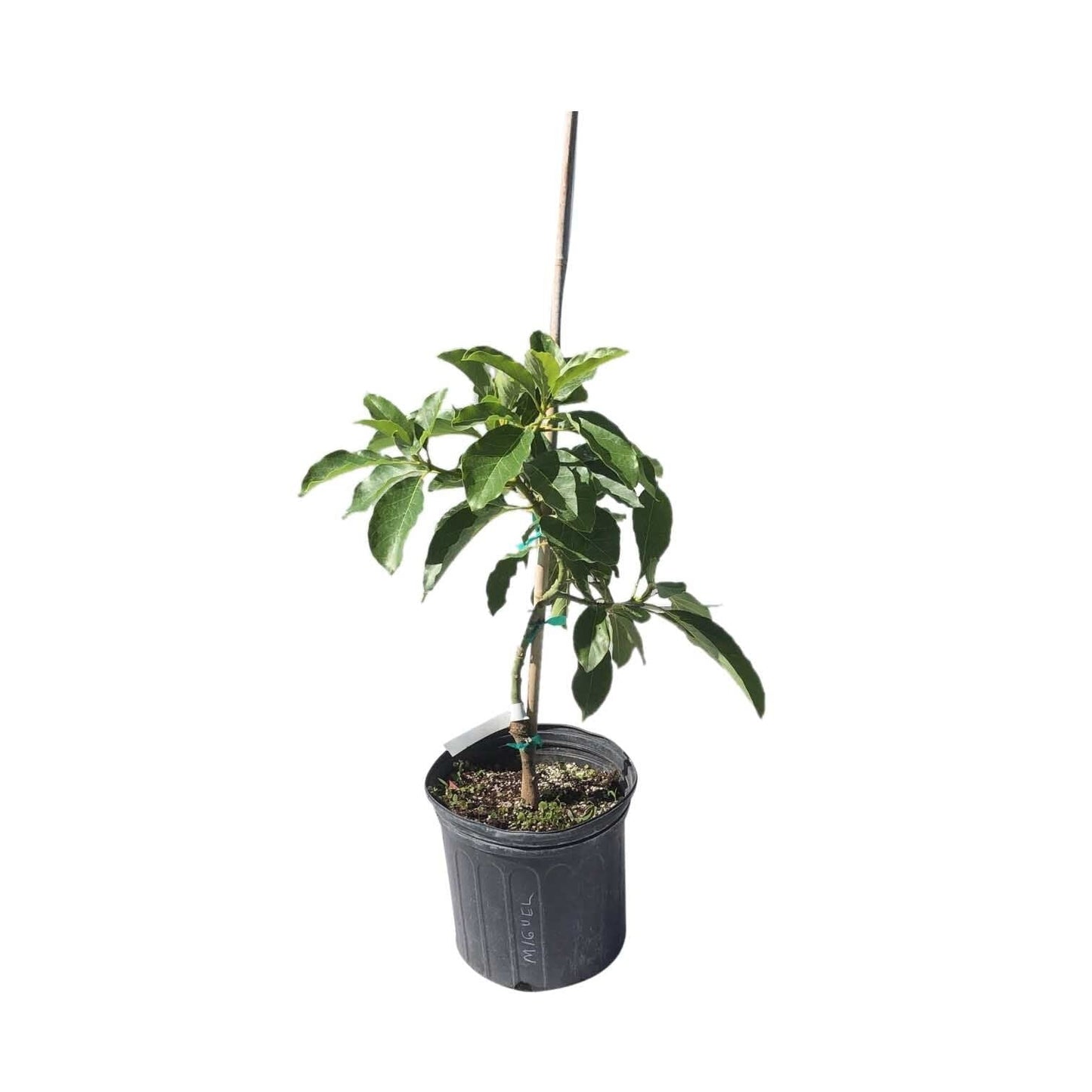 Miguel Avocado Tree, Grafted, 3 Gal Container from Florida