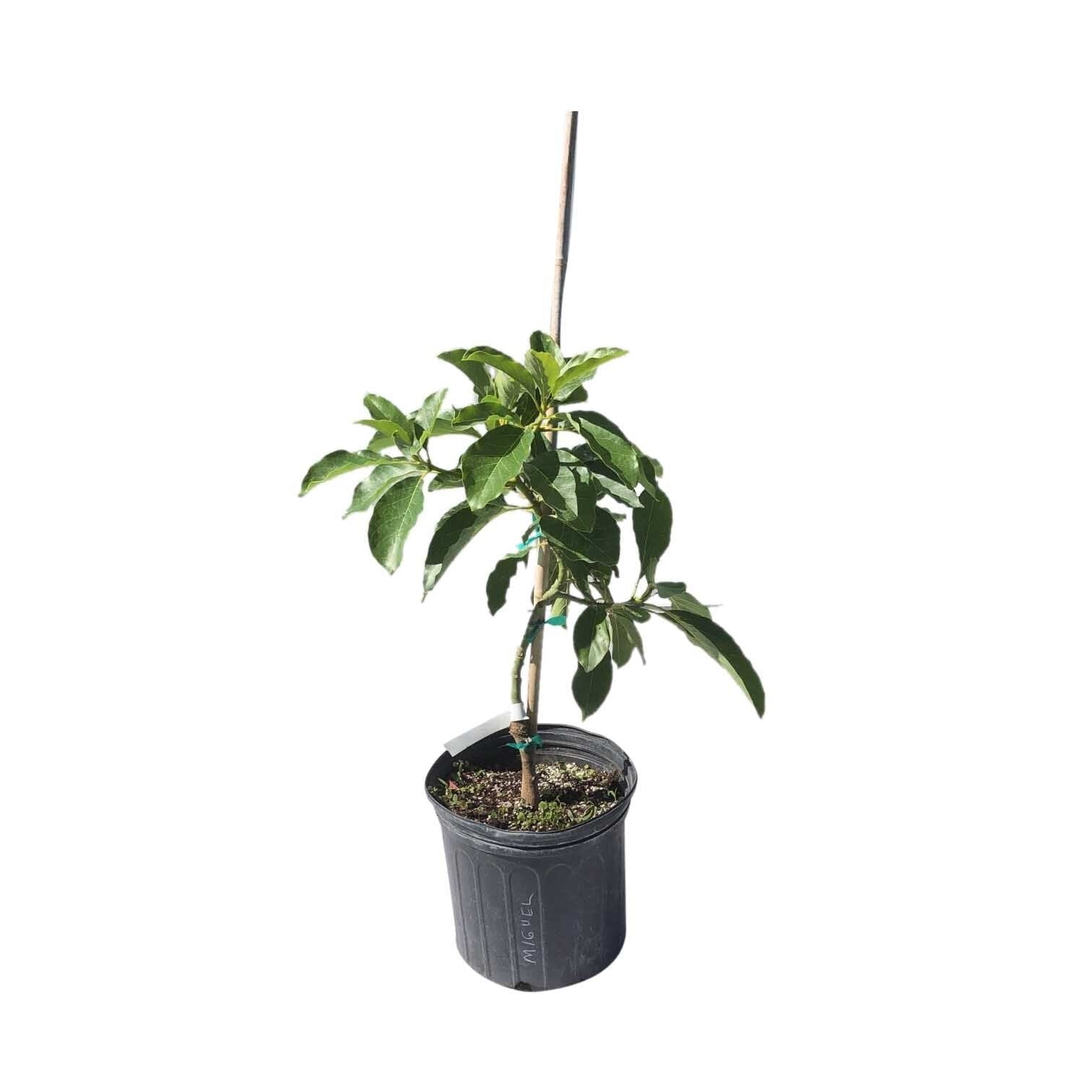 Miguel Avocado Tree, Grafted 110-Guacalina Nursery & Broker 