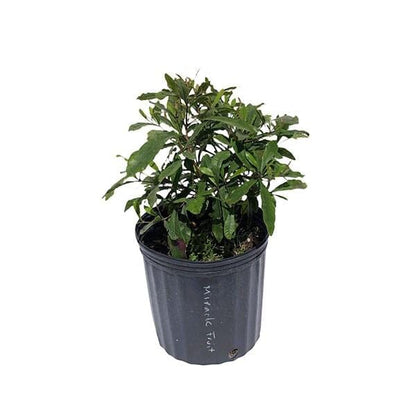 Miracle Fruit Plant, Miracle Berry Fruit Trees 100-Carlos Tropical Fruits 