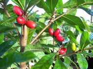 Miracle Fruit Plant, Miracle Berry, for sale from Florida