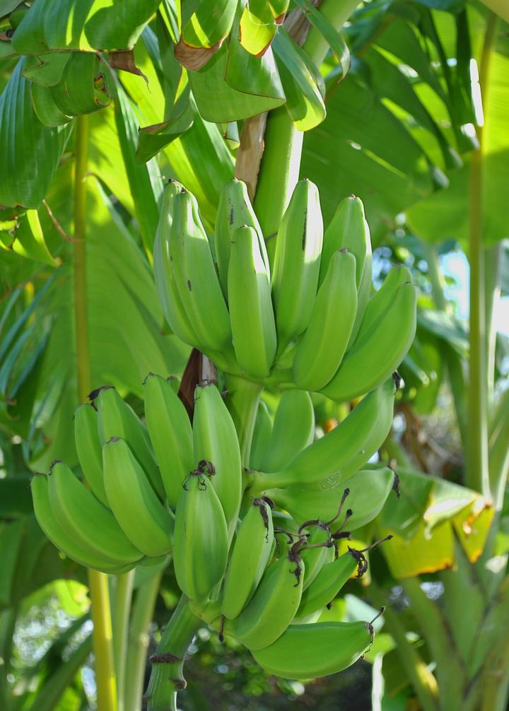 Mona Lisa Banana Everglades Farm