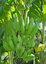 Load image into Gallery viewer, Mona Lisa Banana Everglades Farm
