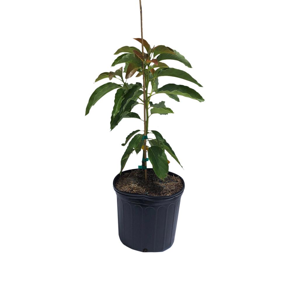 Monroe Avocado Tree Cold Hardy, Grafted, 3 Gal Container from Florida