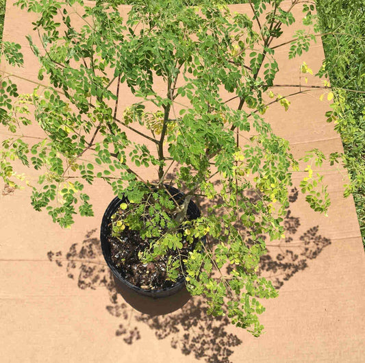 Moringa Tree 2 feet tall, 3-gal Container from Florida