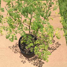 Load image into Gallery viewer, Moringa Tree 2 feet tall, 3-gal Container from Florida
