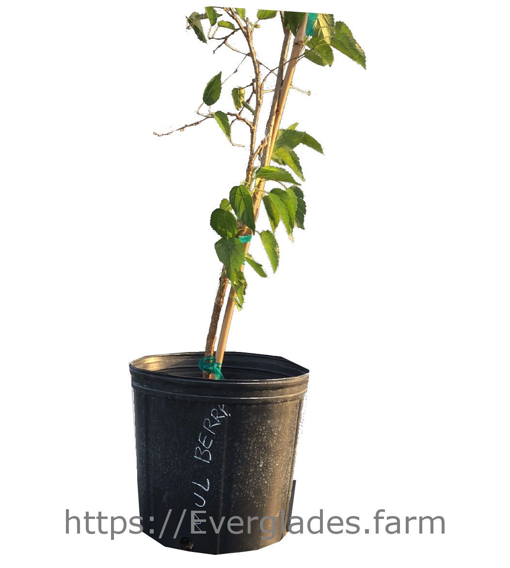 Mulberry Tree, 2 Feet Tall, 3-Gal Container from Florida