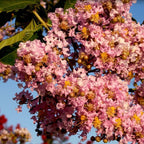 Muskogee Crape Myrtle Plant 124-Liner Source Inc.