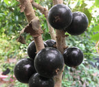 Grimal Jaboticaba Tree Fruit Trees 103-Pine Island Nursery
